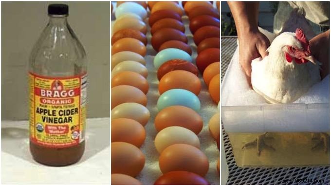 9 Proven Ways to Use Vinegar in Your Chicken Coop for Healthier Hens and Cleaner Spaces