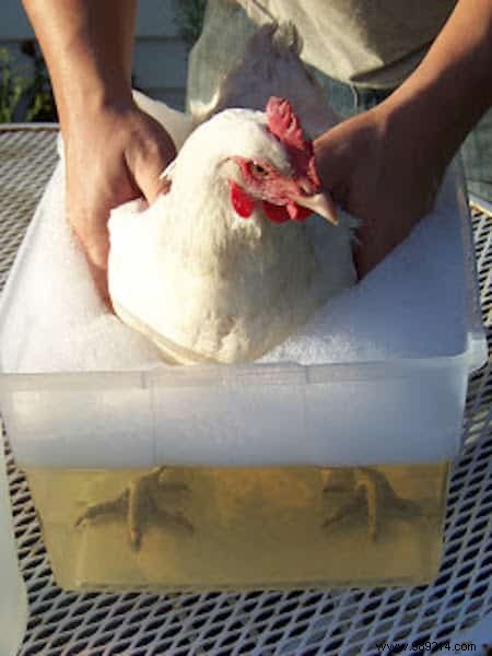 9 Proven Ways to Use Vinegar in Your Chicken Coop for Healthier Hens and Cleaner Spaces