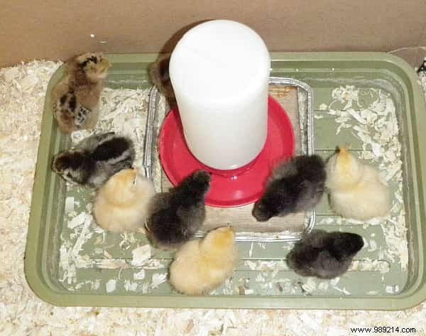 9 Proven Ways to Use Vinegar in Your Chicken Coop for Healthier Hens and Cleaner Spaces