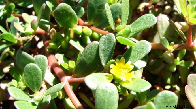 Purslane: A Nutritious Edible Weed You Can Forage for Free This Summer