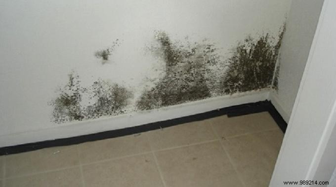 Proven Bleach Method to Safely Remove Mold from Walls