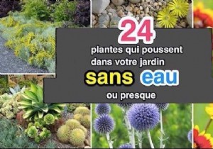 24 Drought-Tolerant Plants That Thrive in Gardens with Minimal Watering