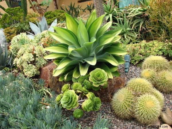 24 Drought-Tolerant Plants That Thrive in Gardens with Minimal Watering