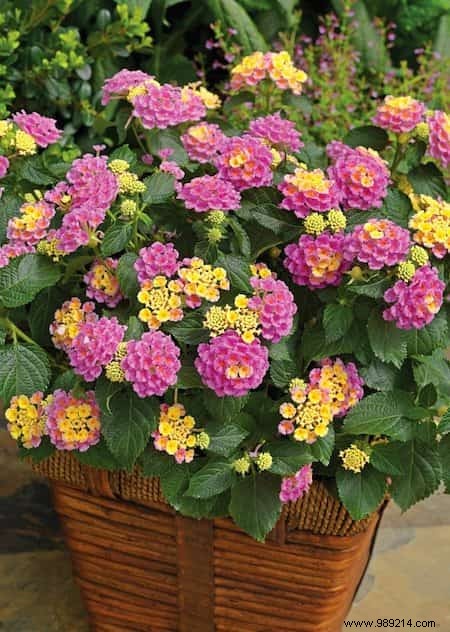 24 Drought-Tolerant Plants That Thrive in Gardens with Minimal Watering