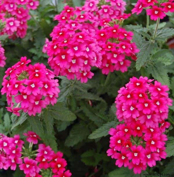 24 Drought-Tolerant Plants That Thrive in Gardens with Minimal Watering