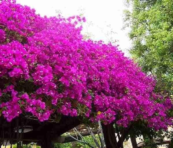 24 Drought-Tolerant Plants That Thrive in Gardens with Minimal Watering