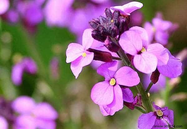 24 Drought-Tolerant Plants That Thrive in Gardens with Minimal Watering