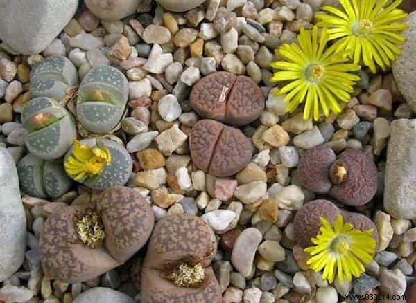 24 Drought-Tolerant Plants That Thrive in Gardens with Minimal Watering