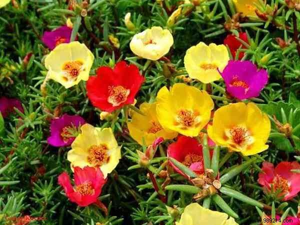 24 Drought-Tolerant Plants That Thrive in Gardens with Minimal Watering