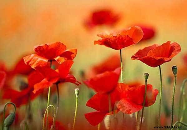 24 Drought-Tolerant Plants That Thrive in Gardens with Minimal Watering