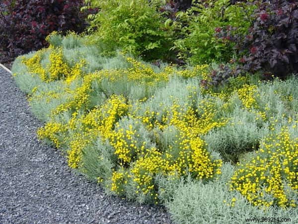 24 Drought-Tolerant Plants That Thrive in Gardens with Minimal Watering