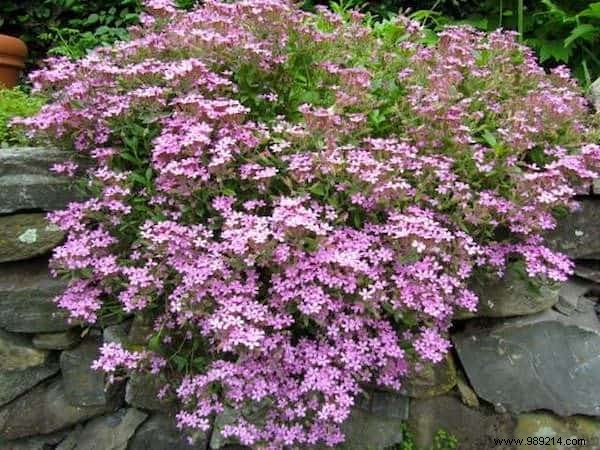 24 Drought-Tolerant Plants That Thrive in Gardens with Minimal Watering