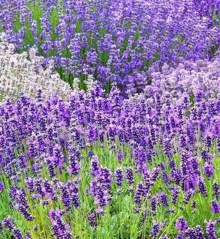 24 Drought-Tolerant Plants That Thrive in Gardens with Minimal Watering