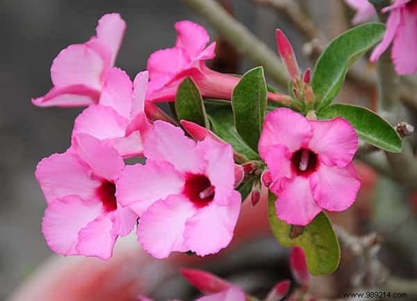 24 Drought-Tolerant Plants That Thrive in Gardens with Minimal Watering