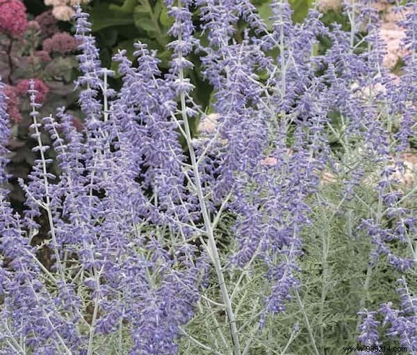 24 Drought-Tolerant Plants That Thrive in Gardens with Minimal Watering