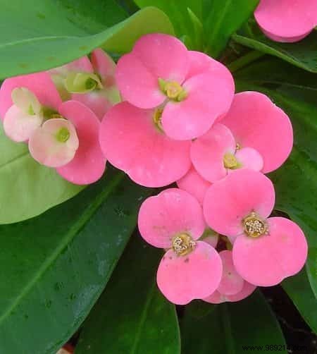 24 Drought-Tolerant Plants That Thrive in Gardens with Minimal Watering