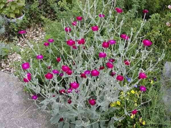 24 Drought-Tolerant Plants That Thrive in Gardens with Minimal Watering