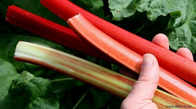 Beyond Pies: 6 Surprising Rhubarb Uses for Home, Garden, and Beauty