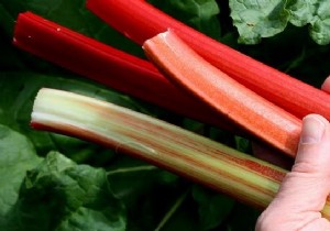 Beyond Pies: 6 Surprising Rhubarb Uses for Home, Garden, and Beauty