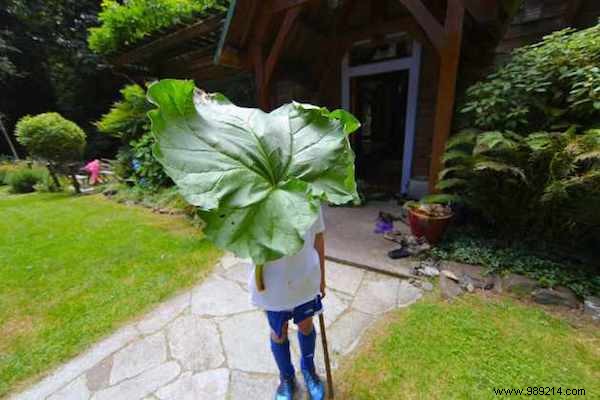 Beyond Pies: 6 Surprising Rhubarb Uses for Home, Garden, and Beauty