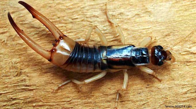 7 Proven Natural Ways to Eliminate Earwigs Quickly and Safely