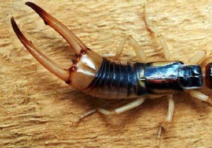 7 Proven Natural Ways to Eliminate Earwigs Quickly and Safely