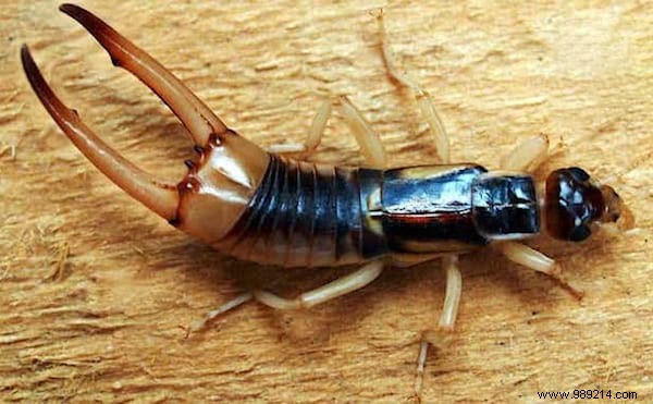 7 Proven Natural Ways to Eliminate Earwigs Quickly and Safely