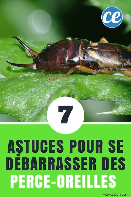 7 Proven Natural Ways to Eliminate Earwigs Quickly and Safely
