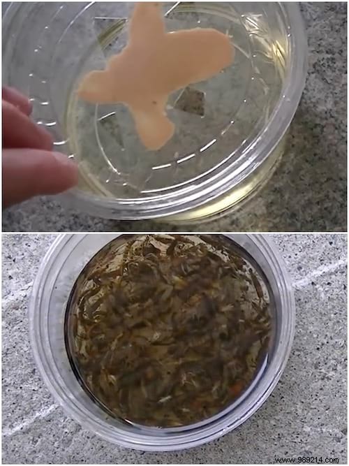 7 Proven Natural Ways to Eliminate Earwigs Quickly and Safely