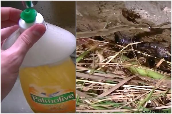 7 Proven Natural Ways to Eliminate Earwigs Quickly and Safely