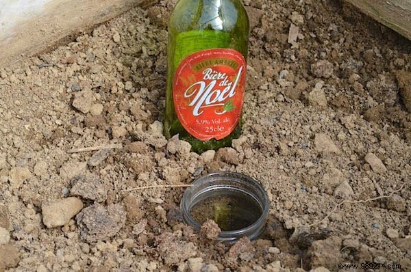 7 Proven Natural Ways to Eliminate Earwigs Quickly and Safely