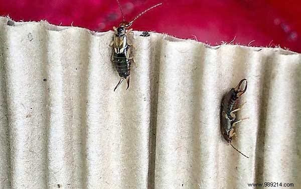 7 Proven Natural Ways to Eliminate Earwigs Quickly and Safely