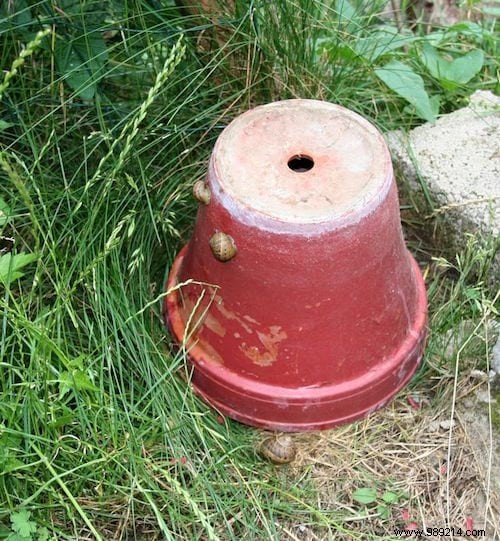 7 Proven Natural Ways to Eliminate Earwigs Quickly and Safely