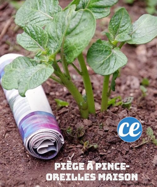 7 Proven Natural Ways to Eliminate Earwigs Quickly and Safely