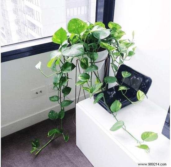 11 Low-Maintenance Houseplants Proven to Purify Indoor Air