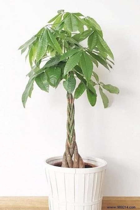 11 Low-Maintenance Houseplants Proven to Purify Indoor Air