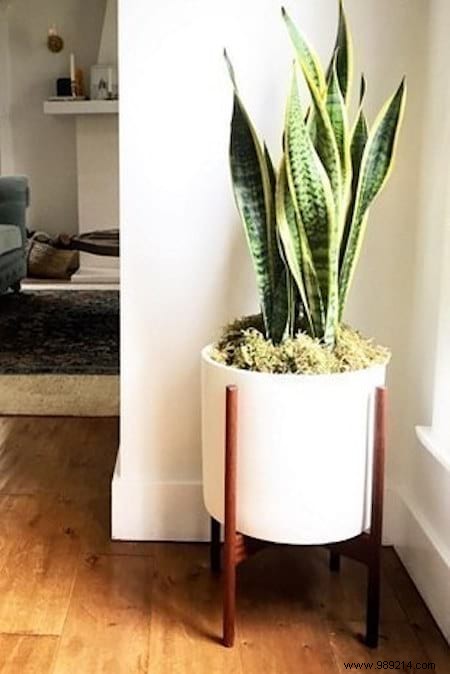 11 Low-Maintenance Houseplants Proven to Purify Indoor Air