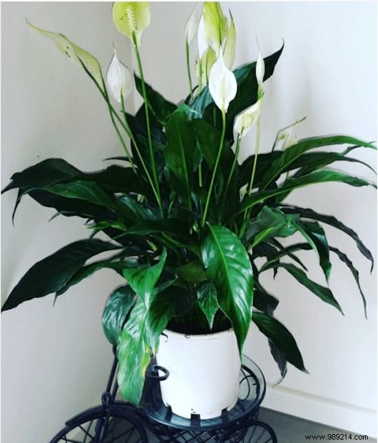 11 Low-Maintenance Houseplants Proven to Purify Indoor Air