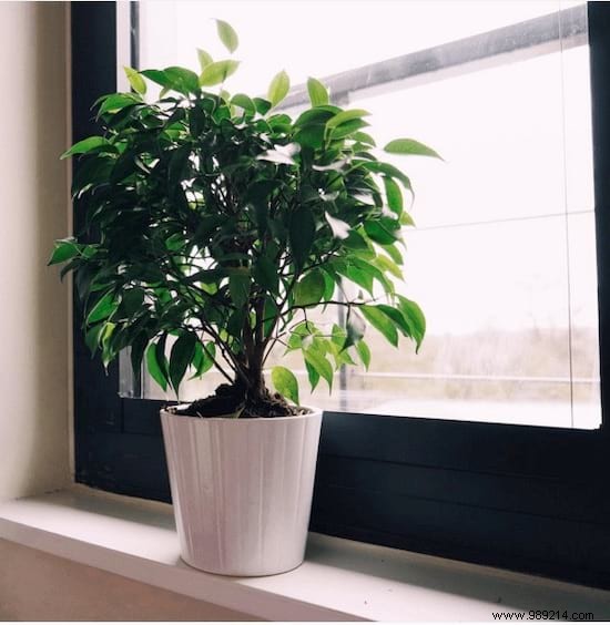 11 Low-Maintenance Houseplants Proven to Purify Indoor Air