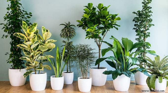 11 Low-Maintenance Houseplants Proven to Purify Indoor Air