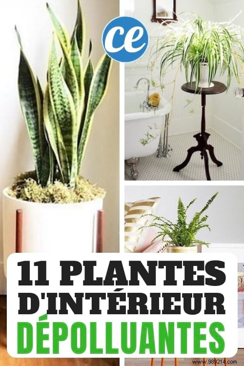 11 Low-Maintenance Houseplants Proven to Purify Indoor Air