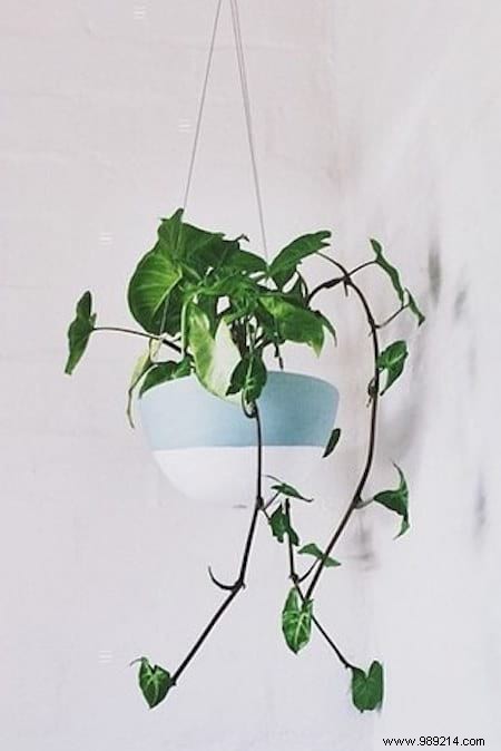 11 Low-Maintenance Houseplants Proven to Purify Indoor Air