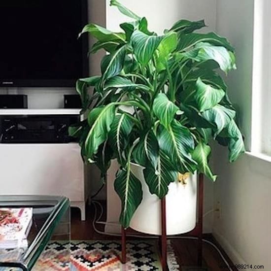 11 Low-Maintenance Houseplants Proven to Purify Indoor Air