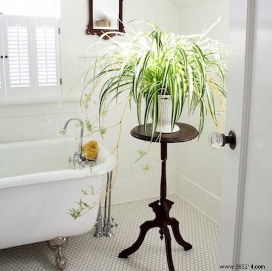 11 Low-Maintenance Houseplants Proven to Purify Indoor Air