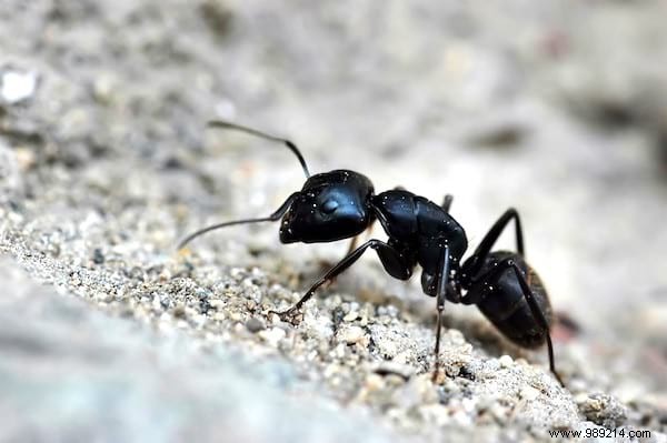 25 Proven Uses for Wood Ash: Transform Your Fireplace Waste into Garden Gold and Home Hero