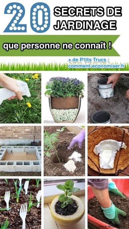 20 Proven Gardening Tips to Transform Your Garden Effortlessly