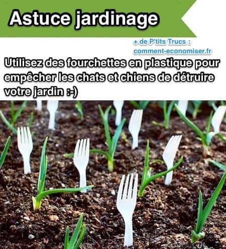 20 Proven Gardening Tips to Transform Your Garden Effortlessly