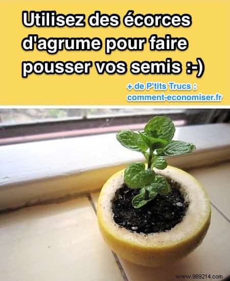 20 Proven Gardening Tips to Transform Your Garden Effortlessly