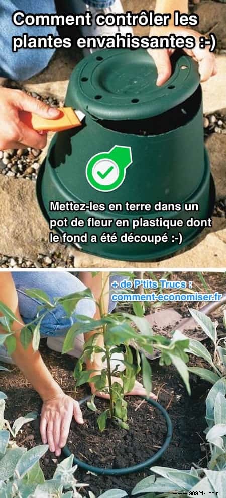 20 Proven Gardening Tips to Transform Your Garden Effortlessly