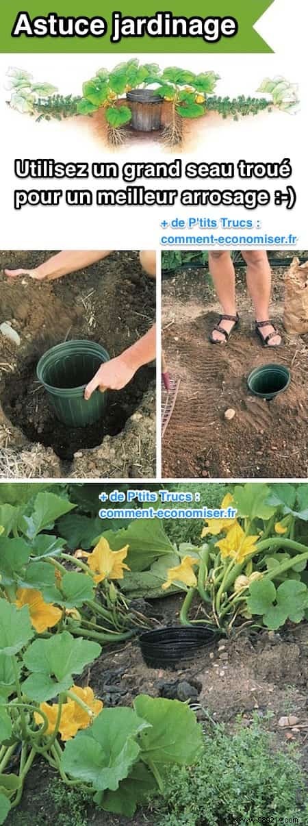 20 Proven Gardening Tips to Transform Your Garden Effortlessly